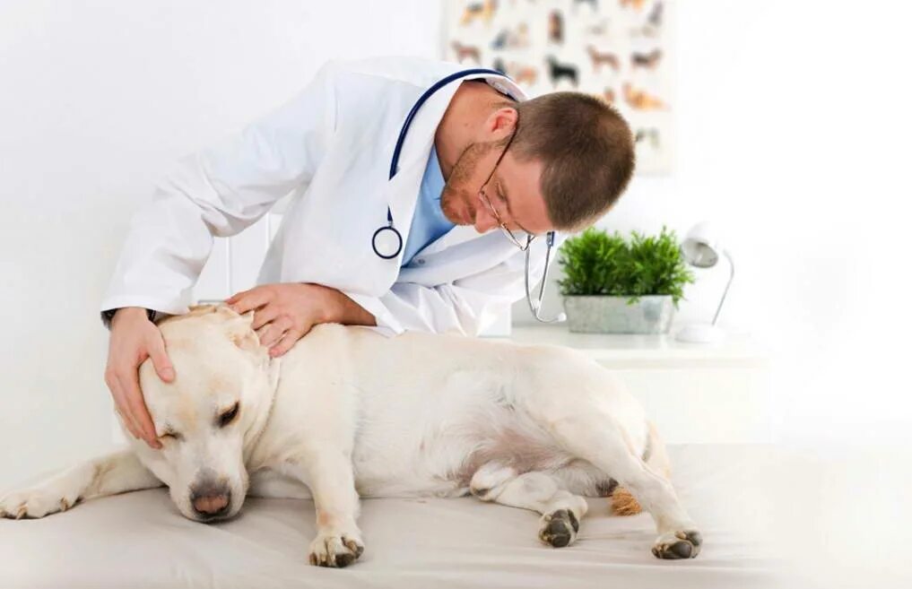 Обследование собак. Терапия животных. Животные Ветеринария. Ветеринар. Клиническое исследование собаки.
