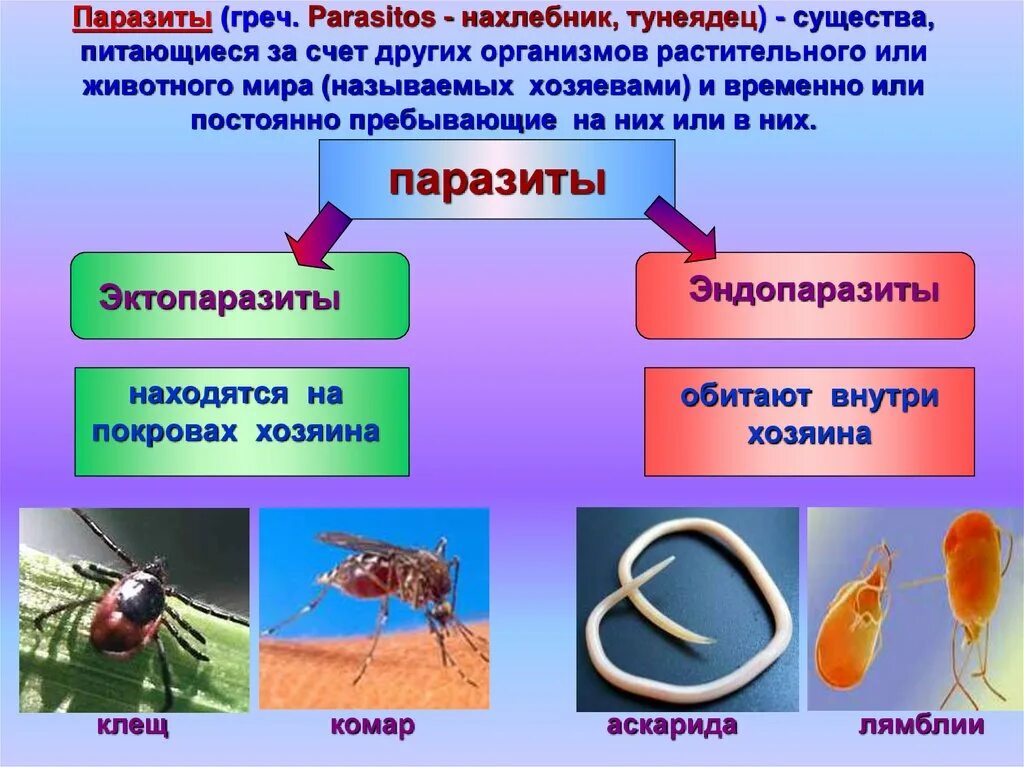 Организменная (паразиты и симбионты).. Паразиты презентация биология.