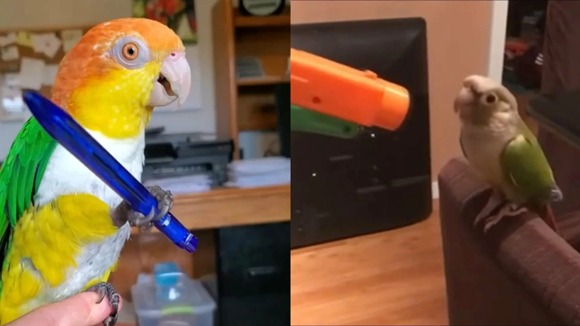 Смешные приколы про попугаев. Смешные видеоролики с попугаями. Попугай смеется. Попугай с ума сходит. Попугай сходит с ума.