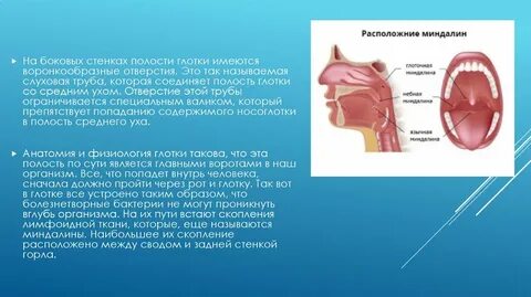 Боковая стенка полости рта
