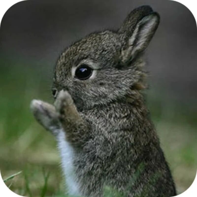 30+ Conejitos adorables que despertarán tu espíritu de la Pascua Baby animals, C