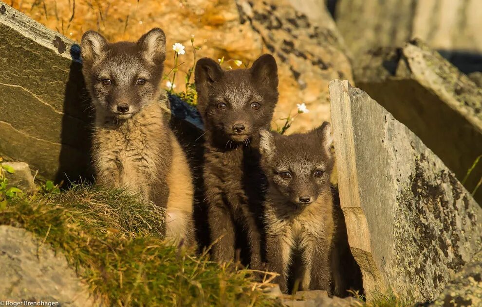 животный мир 18. животный мир 18. объятия животных. фото животных. марокко гепард.