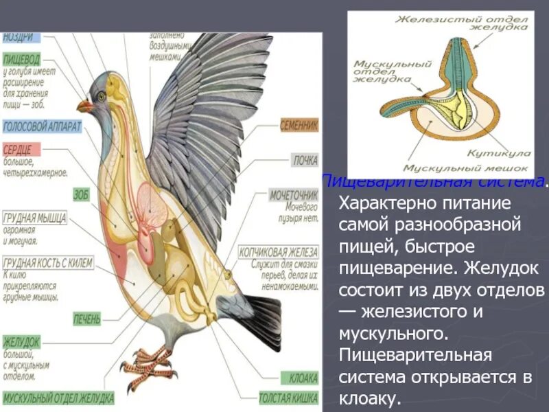 Пищеварительная система птиц. Желудок состоит из двух отделов. Эволюция пищеварительной системы. Клоака у птиц строение.