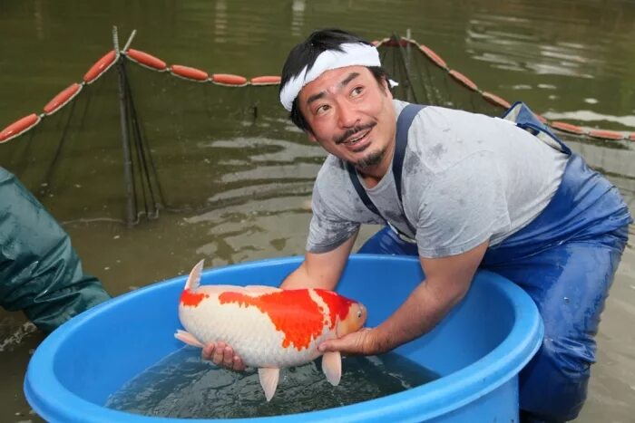 1 koi
