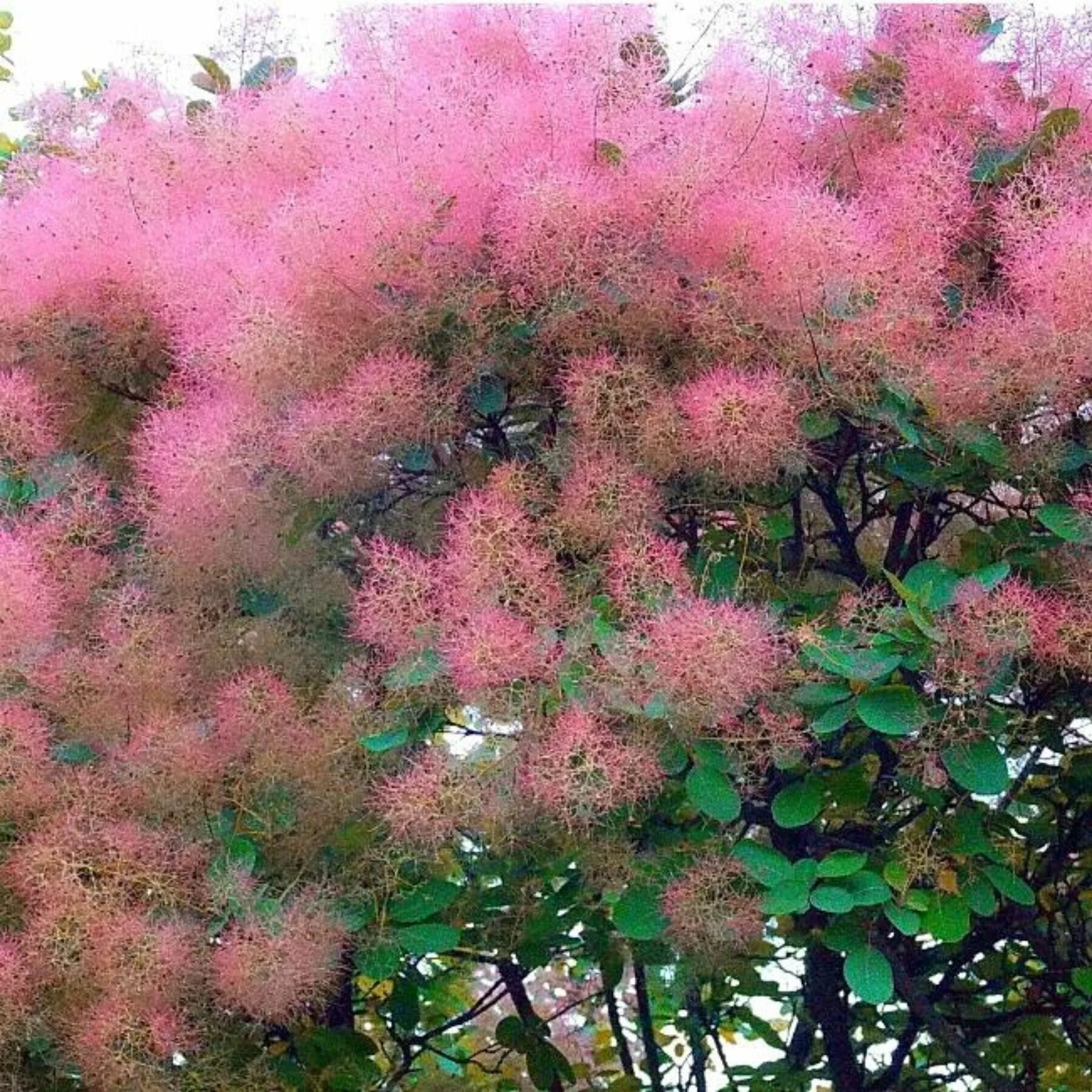 Скумпия Кожевенная Cotinus coggygria. Скумпия Кожевенная флависсимо. ,Скумпия скумпия Кожевенная. Скумпия Кожевенная Рубрифолиус. Кустом удом