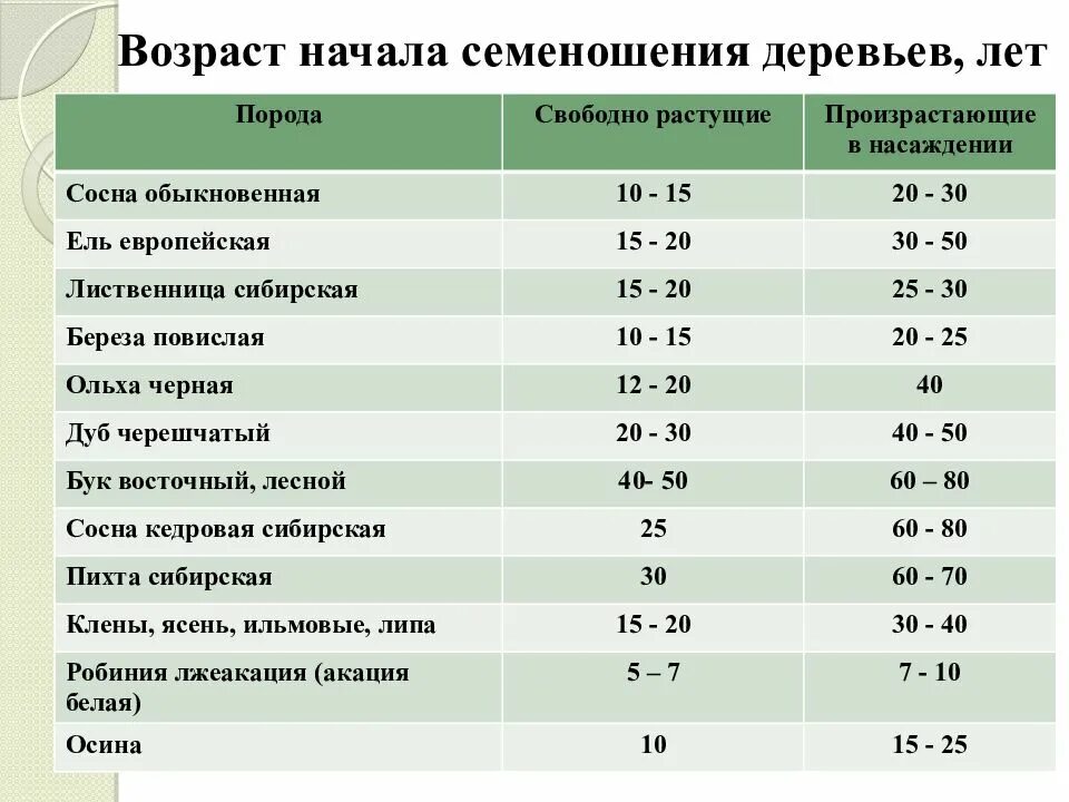 Срок жизни обыкновенной. Возраст дерева. семеношение древесных пород и кустарников. таблица семеношение древесных пород и кустарников. сроки сбора семян.