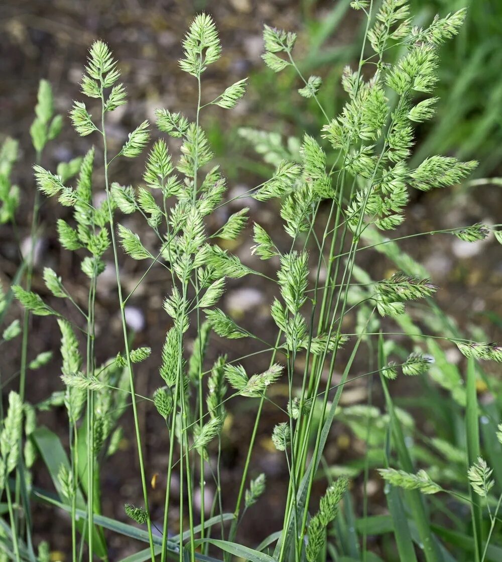 Ежа сборная dáctylis glomeráta. Dactylis glomerata растение. Тимофеевка мятлик овсяница. Мятлик луговой злаки. Ежа сорняк.