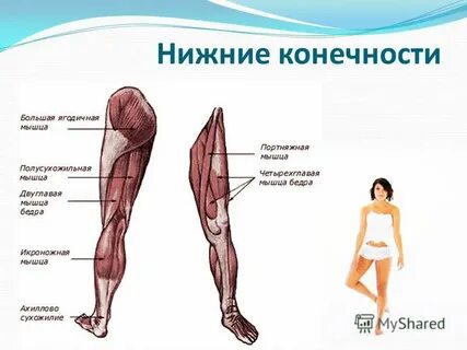 Мышцы туловища и нижних конечностей