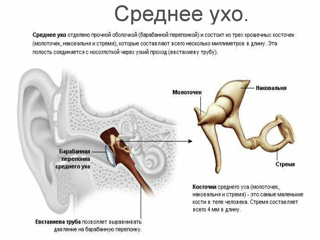 Кости среднего уха человека