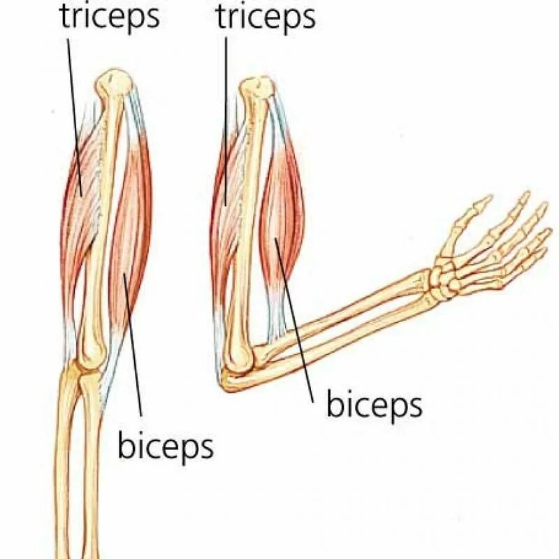Анатомия трицепса человека мышцы. Бицепс трицепс предплечье. Мышцы рук бицепс трицепс. Строение руки бицепс трицепс. Трицепс руки анатомия.