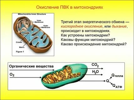 Какой процесс активно протекает в клетках алоэ