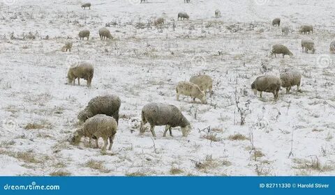 Пасть овец