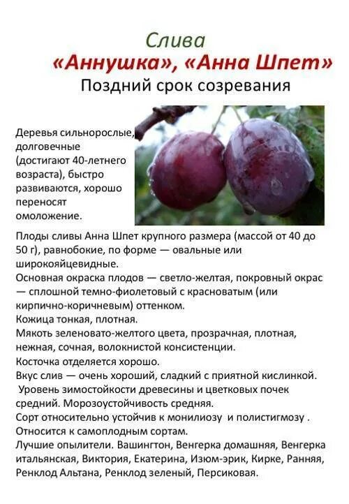 Слива стенли описание фото отзывы. Сорт сливы анна шпет. слива анна шпет опылители. слива анна шпет описание сорта. слива ренклод альтана описание.