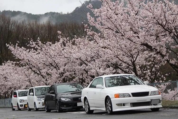 Японские машины песня. Toyota Mark 2 Сакура. Toyota Mark 2 90 Сакура. Toyota Mark 2 JDM Япония.