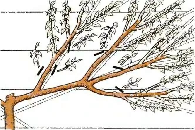 Как правильно обрезать грецкий. Формировка грецкого ореха. Формировка дерева грецкого ореха. Формирование кроны грецкого ореха схема. Схема обрезки грецкого ореха весной.