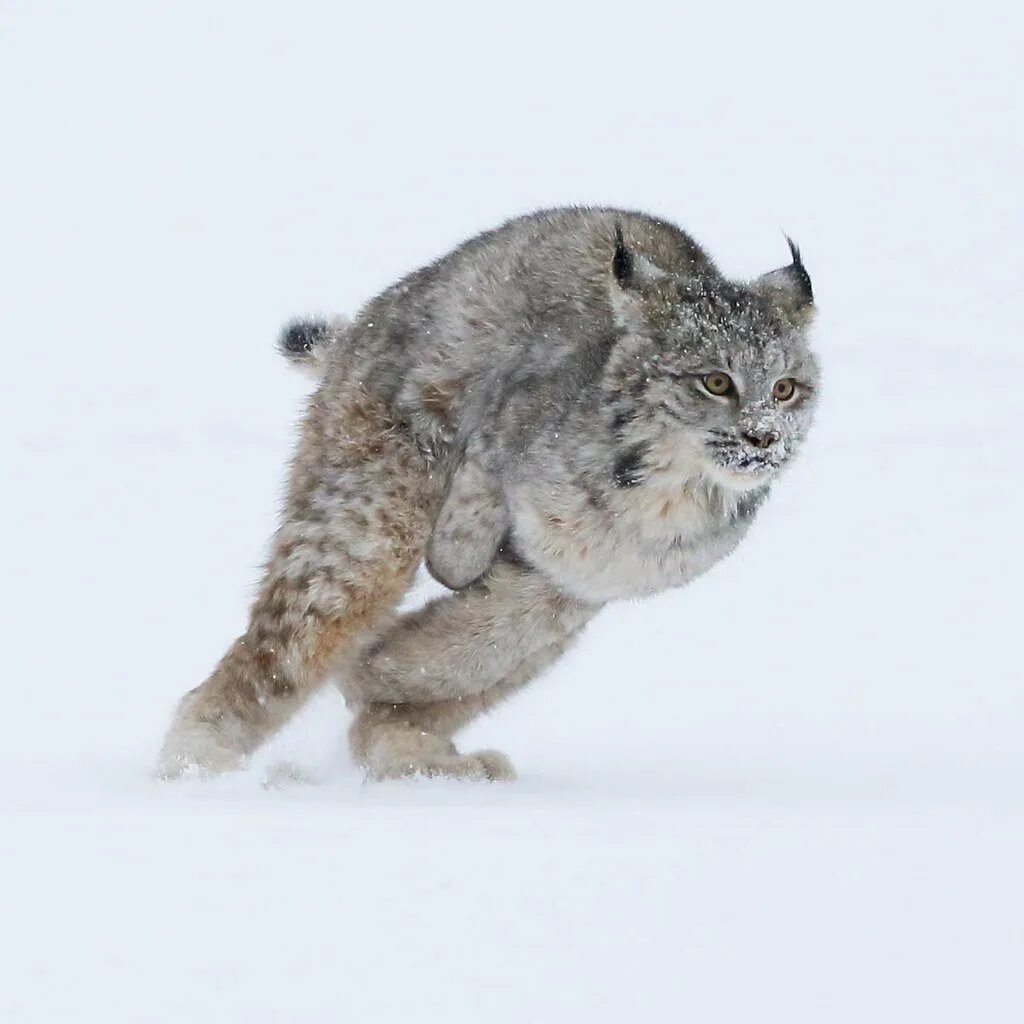 Пещерная Рысь Lynx issiodorensis. Рысь самец. Якутская Рысь. Рысь бежит.