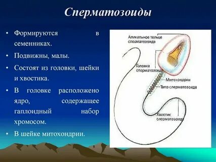 Кто из чего появляется