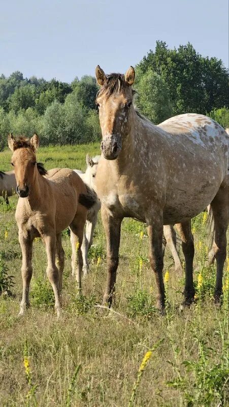 Ранчо на урале. Ранчо на урале. Ранчо на урале видео. Ранчо на урале сколько стоит. Ранчо на урале видео.