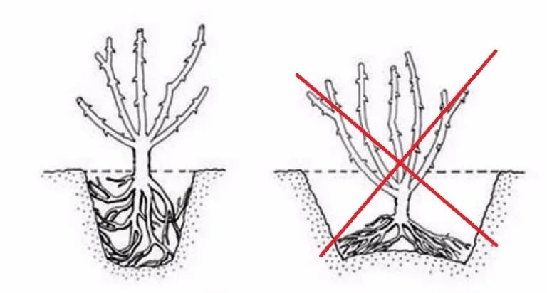 Надо ли углублять. Посадка роз корневая шейка. Корневая шейка у розы. Посадка роз с заглублением прививки.
