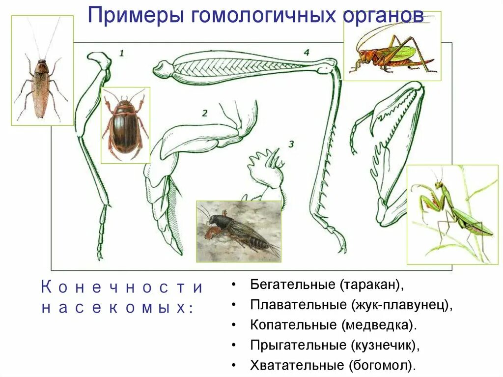 Конечности беспозвоночных. Жук плавунец Тип конечностей. Плавательная конечность жука плавунца. Строение ноги насекомого. Аналогичные и гомологичные органы насекомых.