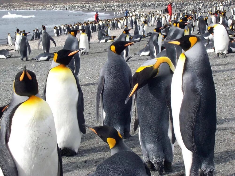 Императорский Пингвин в Антарктиде. Гренландский Пингвин. Королевский Пингвин в Антарктиде. Императорские пингвины, Адели, Королевские пингвины. На каком материке обитает императорский пингвин