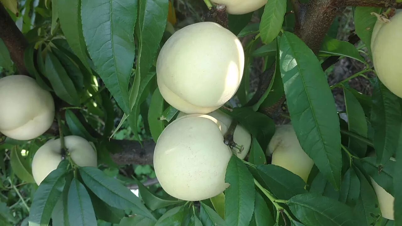 Узбекский нектарин белый. Белые сорта персиков. Сорт персика белый лебедь. Белые сорта персиков. Нектарин белый узбекистан дерево.