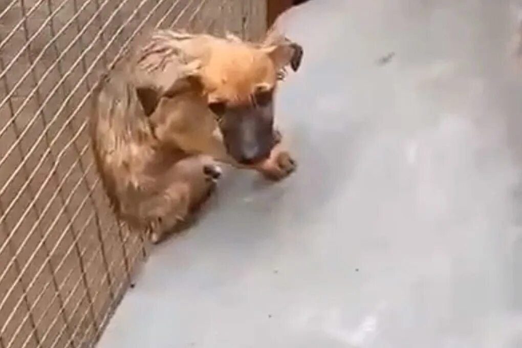 Ушел питомец