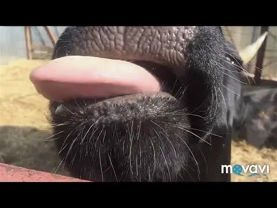 Корова жует жвачку. Коровьи глаза. Катаральная горячка крс. Коровья жвачка. У коровы течет слеза.