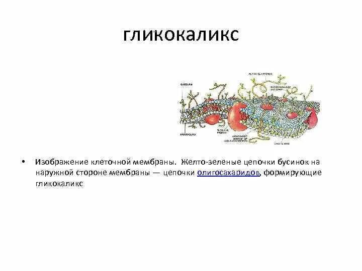 Гликокаликс выполняет функции. Клеточная мембрана гликокаликс. гликокаликс строение рисунок. гликокаликс на наружной мембране. гликокаликс клетки.