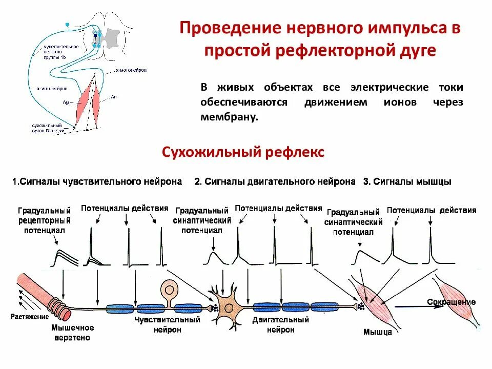 Нервные импульсы при осуществлении рефлекса. Механизм возникновения нервного импульса и проведения. Механизм проведения нервного импульса кратко.