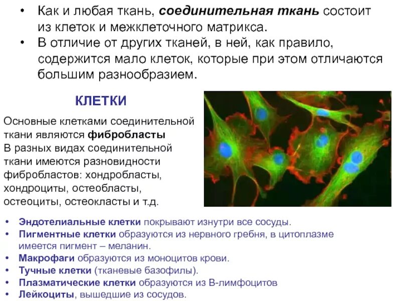 Соединительная ткань рыхлая костная хрящевая. Особенности строения и виды соединительной ткани. Содержит мало клеток. Классификация соединительной ткани таблица. Содержит мало клеток.