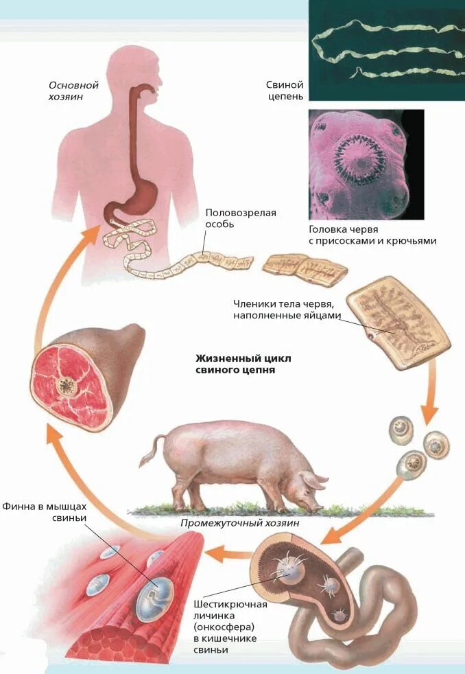 Ленточные жизненный цикл. Жизненный цикл свиной цепень схема. Жизненный цикл бычьего цепня схема. Жизненный цикл ленточных червей схема. Жизненный цикл свиного цепня.