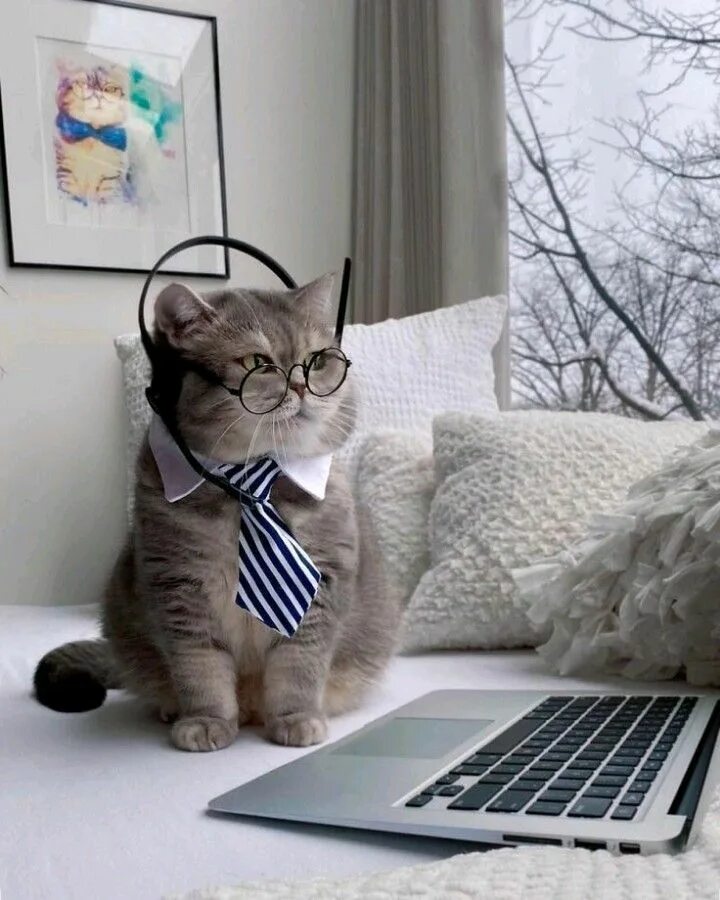 Bored cat