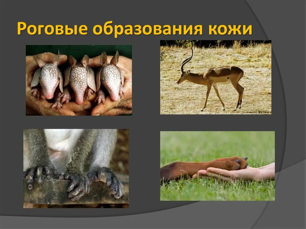 4 роговые образования кожи. Роговые образования у млекопитающих. роговые образования кожи. роговые образования кожи млекопитающих.