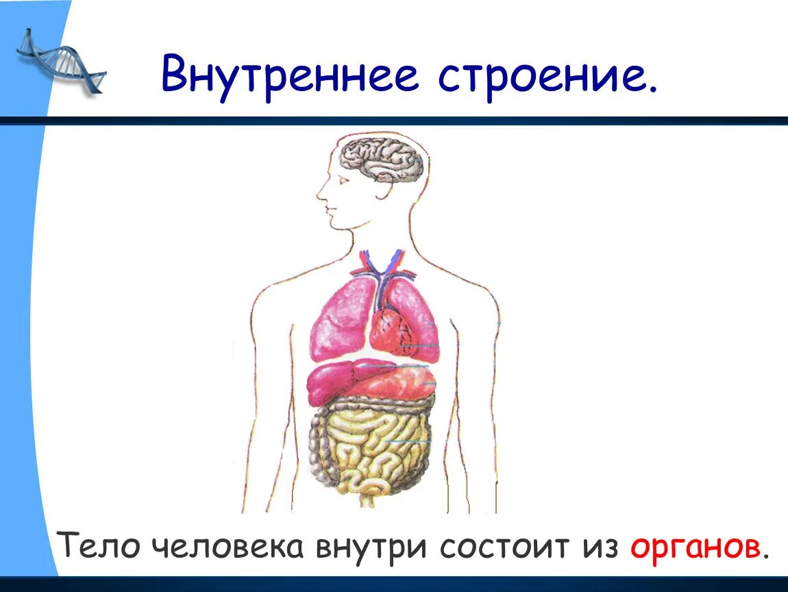 Человек 4 класс окружающий мир с названиями. Строение тела человека. Внутреннее строение человека. СТРОЕНИЕТЕЛО человека. Модель внутреннее строение тела человека.