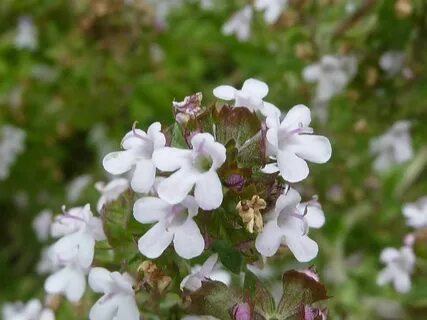 Thymus vulgaris