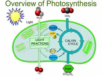 Photosynthesis