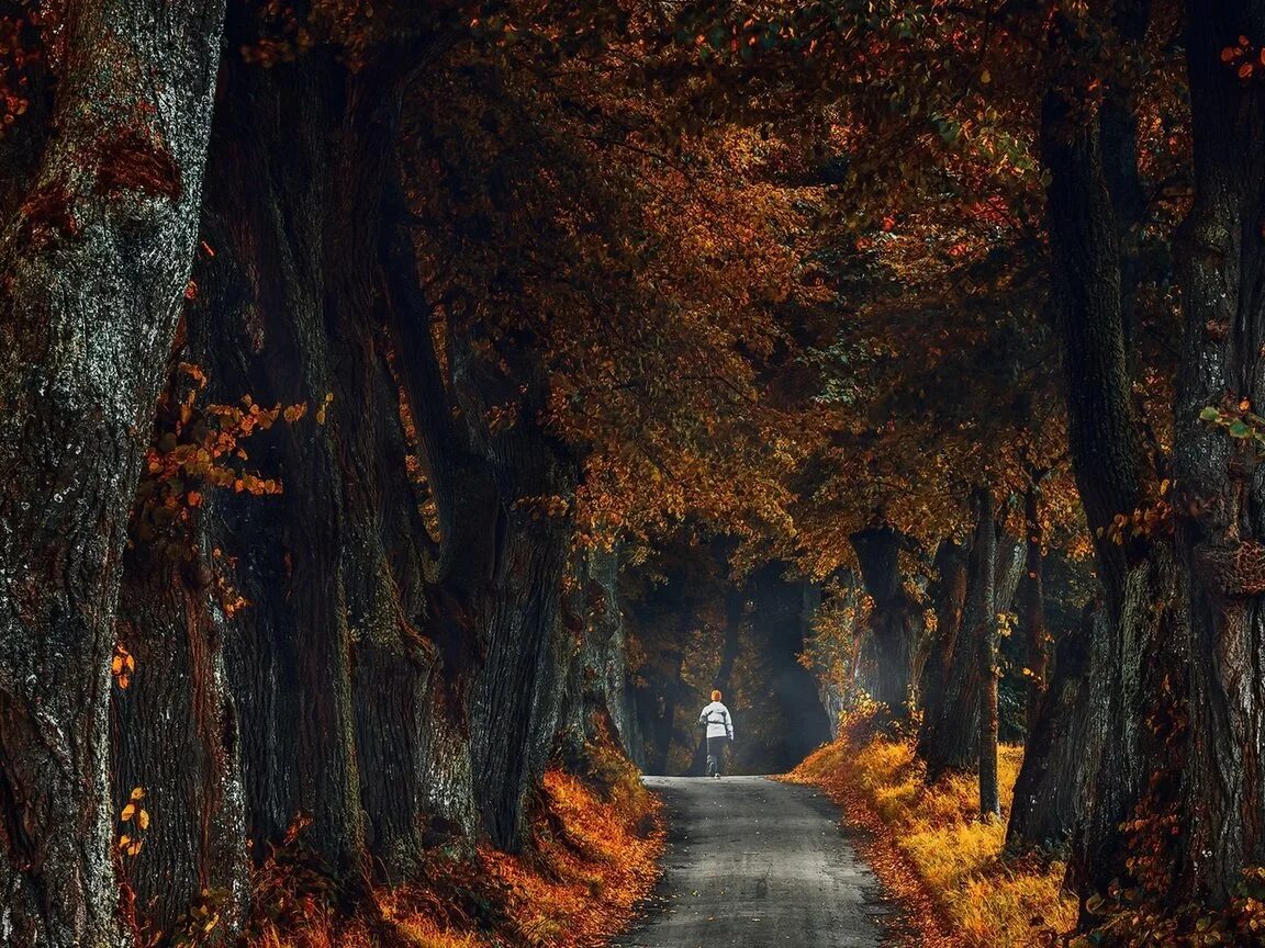 Осень без людей. Осенняя дорога. Осенний лес. Лес осенью. Природа осень.