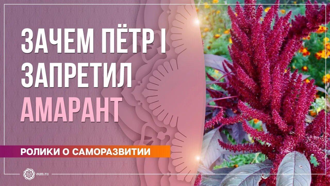 Амарант почему запретили. Амарант щирица. Амарант почему запретили. Амарант почему запретили. Амарант щирица.