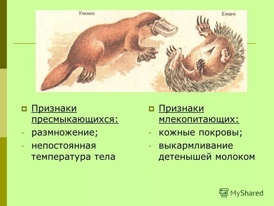 В чем сходство млекопитающих животных. Характерные признаки пресмыкающихся. переходные формы между пресмыкающимися и млекопитающими. размножение плацентарных млекопитающих и пресмыкающихся. размножение яйцекладущих млекопитающих.