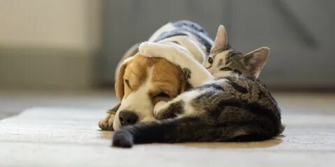 Keeping pets listen