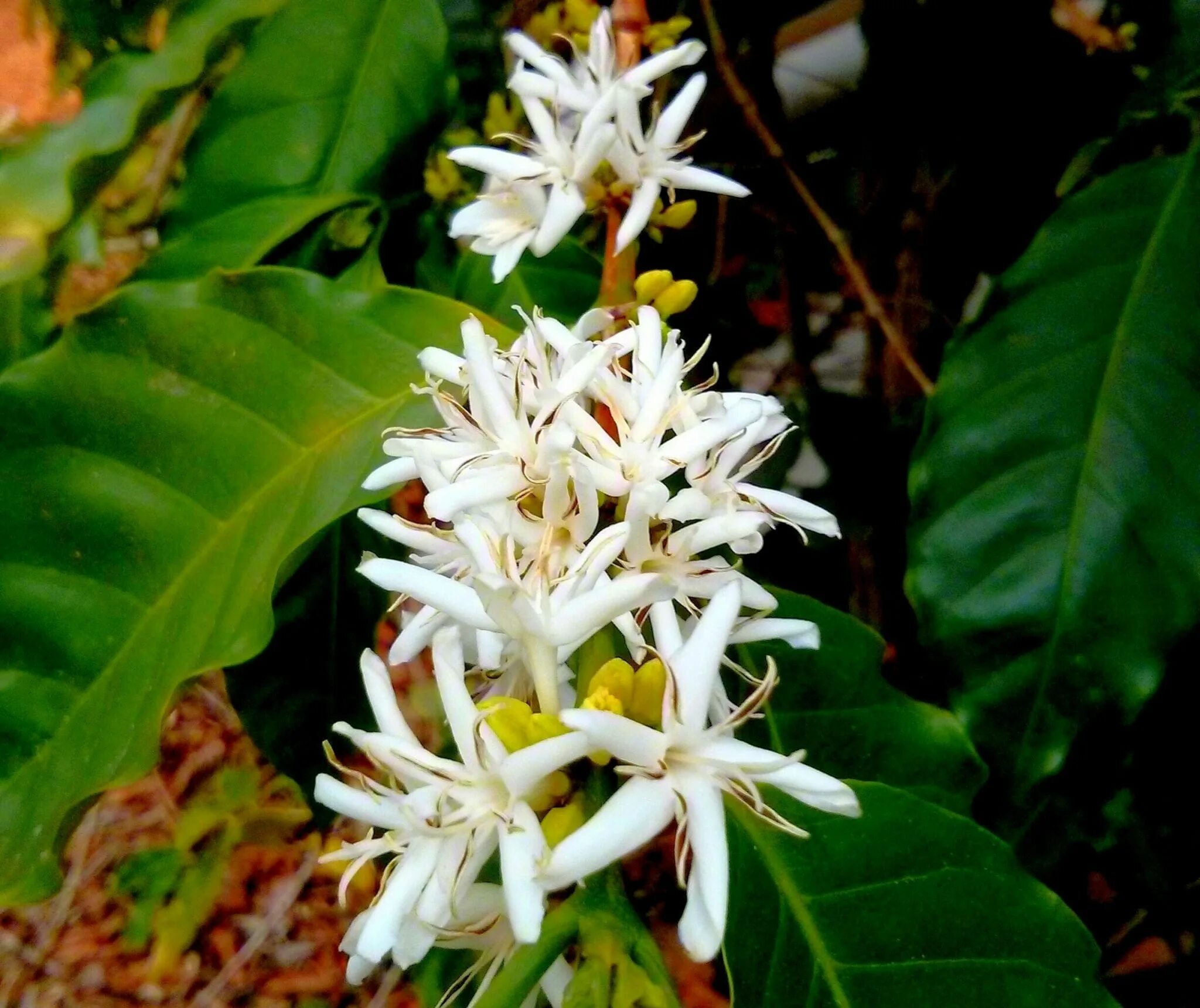 кофейное дерево цветущее. арабика и робуста дерево. цветущее кофейное дерево. кофейное дерево цветущее. Coffea arabica цветок.