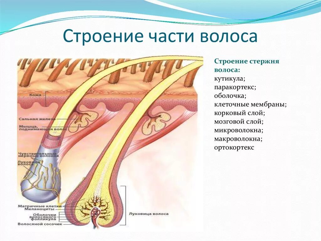 Строение стержня волоса парикмахерское дело. Строение волоса. Строение волоса анатомия. Волос строение волоса.