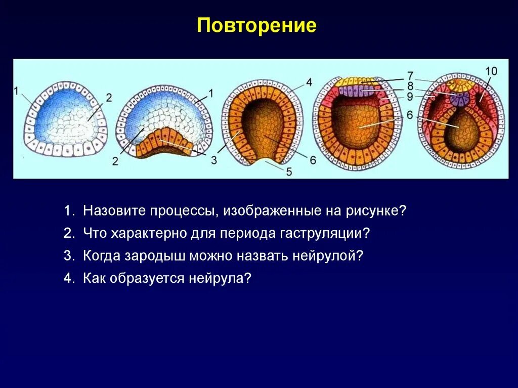 Морула бластула гаструла нейрула. Онтогенез гаструляция. Зигота бластула гаструла нейрула. Эмбриональный период развития гаструляция. Значение эмбрионального этапа