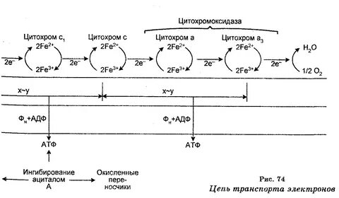 Перенос электронов по дыхательной цепи митохондрий