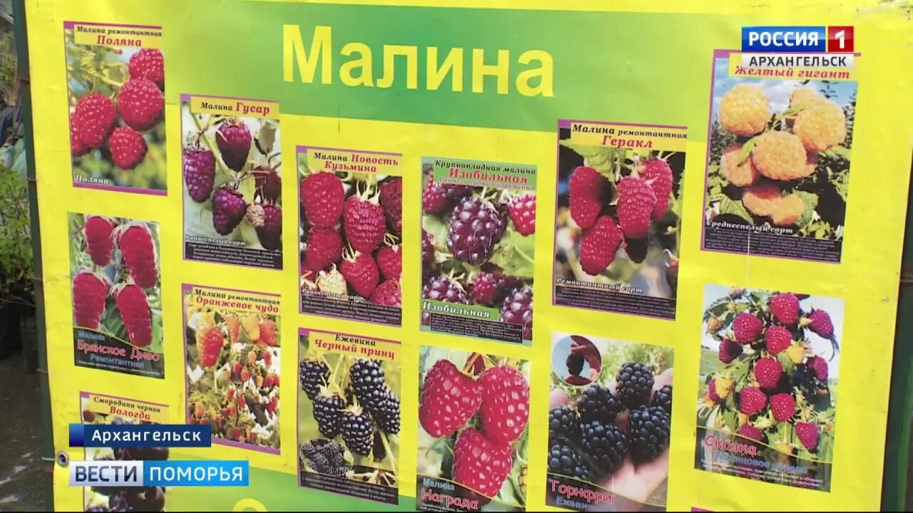 Майский Вологда саженцы. Питомник Майский Вологда. Вологодский питомник саженцев. Ярмарка саженцев.