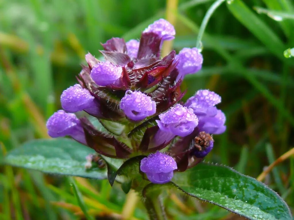 Черноголовка посадка. Prunella vulgaris черноголовка обыкновенная. прунелла (черноголовка) альба. прунелла-черноголовка зимостойкость. прунелла синяя.