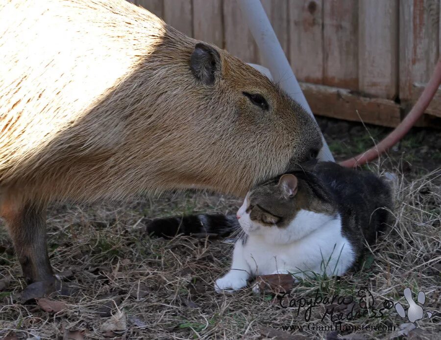 Капибара. Капибара и кот. Капибара и опоссум. Капибара дружелюбная. My pets capybaras