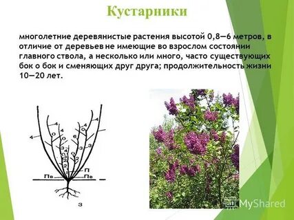 Жизненные формы растений кустарники