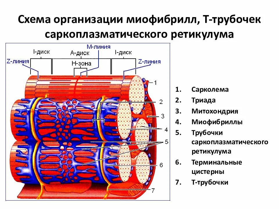 Строение трубочек. Строение саркоплазматического ретикулума мышечного волокна. Саркоплазматический ретикулум трубочки. Саркоплазматический ретикулум строение. Строение мышечного волокна саркоплазма.